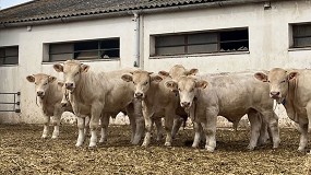 Foto de Finaliza la ltima serie de testaje de la raza Charolesa en el Censyra de Badajoz