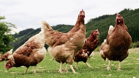 Foto de El MAPA confina las aves de cra en zonas de especial riesgo para controlar la influenza aviar