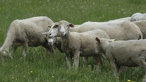 Aprobada la nueva extensin de norma de Interovic hasta noviembre de 2030