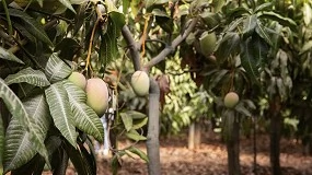 Foto de Um bioplstico feito a partir de folhas de manga prolonga o prazo de validade dos gneros alimentcios