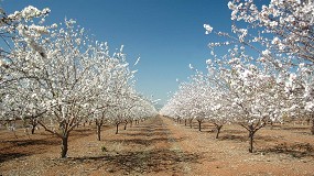 Foto de La produccin espaola de frutos secos se recuperar tras dos aos afectada por heladas y sequas