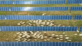 Foto de Iberdrola y el campo: energía limpia para cosechas y pastos