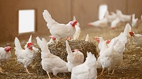 Foto de El Ministerio ampla el confinamiento de aves de cra a todas las granjas de Espaa