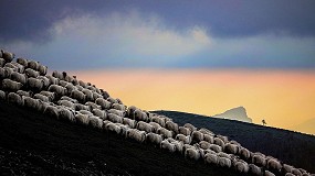 Foto de El jurado decide los ganadores de OVIFOTO 2025 en una edicin marcada por la alta calidad