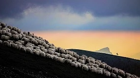 Foto de El jurado decide los ganadores de OVIFOTO 2025 en una edición marcada por la alta calidad