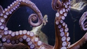 Foto de CellBlue: projeto desenvolve produtos alimentares � base de polvo celular