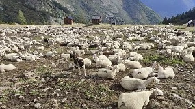 Foto de ¿Qué hacen los animales cuando nadie los ve?