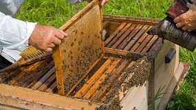 Foto de Convocatoria de ayudas de 1,29 millones de euros para la investigaci�n en el sector ap�cola