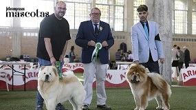 Foto de Chow chow: morfología, selección y cría