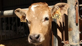 Combatir las resistencias antimicrobianas en la produccin de carne de vacuno