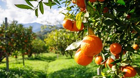 Foto de La lonja de cítricos de Córdoba prevé una reducción del 30% en la producción de naranja