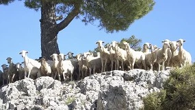 Foto de Un total de 10,2 millones de euros para ganaderos afectados por la lengua azul en Andalucía