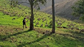 Foto de Collares GPS para ovejas: clave para el relevo generacional en la trashumancia
