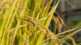 Foto de Cooperativas alerta del riesgo real para la viabilidad del cultivo de arroz en España