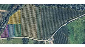 Foto de El ganado ovino como herramienta para el control de vegetación espontánea en cultivos de aguacate ecológico