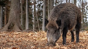 Foto de Mueren otros siete jabal�es por peste porcina africana dentro del radio del primer foco