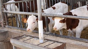 Beefmetareduction trabaja para reducir las emisiones de metano en los terneros