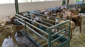 Foto de Valorización del destrío de caqui para la nutrición de calidad en caprino lechero