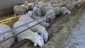 Foto de Las OPL solo canalizan uno de cada tres litros de leche de oveja producidos en Espa�a