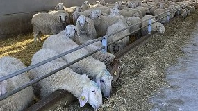 Foto de Las OPL solo canalizan uno de cada tres litros de leche de oveja producidos en España