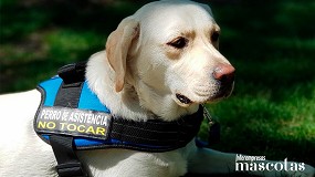 Foto de M�s que compa�eros: as� transforman los perros de asistencia la vida diaria de las personas con discapacidad