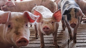 Ayudas por la peste porcina africana: el Govern crea una l�nea de 10 millones de euros