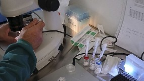 Foto de Transferencia de embriones para impulsar reba�os m�s eficientes, sanos y sostenibles