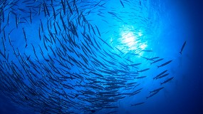 Foto de Las soluciones de Canon garantizan el cumplimiento del nuevo reglamento de control pesquero de la UE