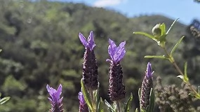 Foto de LAVSELEC. Selección de variedades autóctonas de lavanda para la implantación de nuevos cultivos de plantas aromáticas y medicinales
