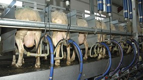 Sorpasso hist�rico: el precio de la leche de oveja en Castilla y Le�n ya supera al de Castilla-La Mancha