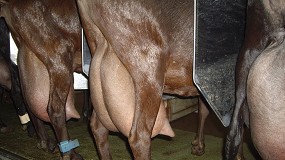 Foto de Cambio de tendencia en el caprino lechero con un aumento de la producci�n en octubre