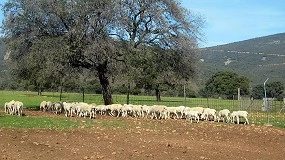 Foto de “Situación insostenible” de la ganadería de Castilla-La Mancha por el impacto de la lengua azul