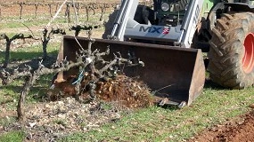 Foto de Fijación de carbono en viñedo en función del aporte de riego y la pluviometría