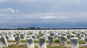 Foto de El sector citr�cola denuncia que la UE solo destina 8 millones al a�o para detectar y combatir plagas consideradas prioritarias