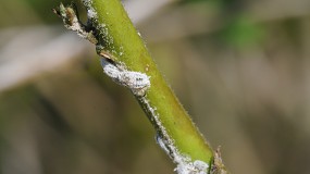 Foto de Alertan de la aparici�n de un nuevo Cotonet en la Comunitat Valenciana que afecta a pimiento, tomate y berenjena