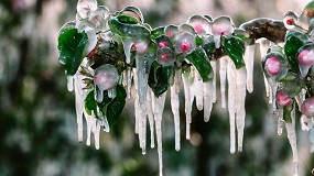 La activaci�n precisa del riego supone un gran desaf�o ante las heladas