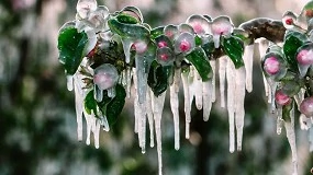 Foto de La activación precisa del riego supone un gran desafío ante las heladas