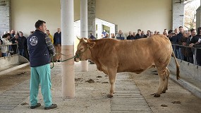Foto de Una novilla alcanza los 6.200 euros en la subasta de Rubia Gallega en Adai (Lugo)