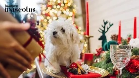 Foto de La RSCE pide moderación con los “caprichos” navideños para los perros y recuerda el riesgo real de obesidad