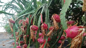 Foto de Innovación en el cultivo de frutales exóticos en Andalucía: una alternativa real