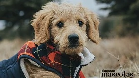 Foto de Dermatitis en perros: el enemigo de tu mascota cuando llega el frío