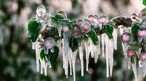 Foto de La activaci�n precisa del riego, el gran desaf�o ante las heladas