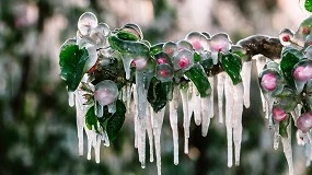 Foto de La activación precisa del riego, el gran desafío ante las heladas