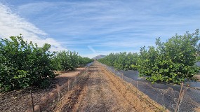 Foto de De residuo a recurso: los restos de poda, la nueva 'receta murciana' para un limón más sostenible