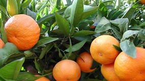 La exportaci�n espa�ola de frutas y hortalizas frescas crece un 5% en 2025