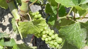 Foto de Castilla y León destaca en la adaptación de la vid al cambio climático en España