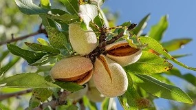 Foto de Clima compromete campanha de frutos secos em 2025
