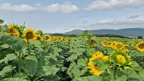 Foto de Corteva y bp unen fuerzas en la producción de materias primas para biocombustibles