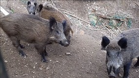 La secuenciaci�n de las cepas con las que trabaja el IRTA-CReSA no coincide con la detectada en jabal�es