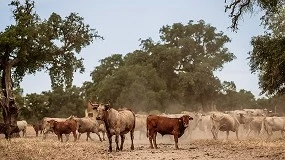 Foto de Companhia das Lez�rias conquista certifica��o �Pecu�ria Baixo Carbono�
